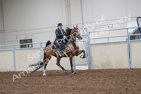 2020 - AB Morgan Horse - Sat, Sept 05 - 13195