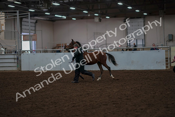 2019 Morgan Horse Show - Aug 30, 2019 - 25525