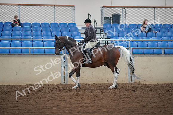 2019 Morgan Horse Show - Aug 30, 2019 - 16041