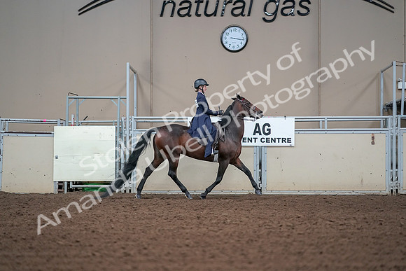 2019 Morgan Horse Show - Aug 30, 2019 - 17952
