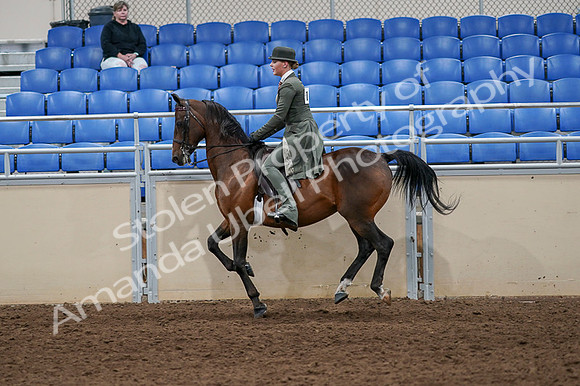 2020 - AB Morgan Horse - Fri, Sept 04 - 03324