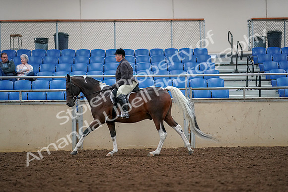 2019 Morgan Horse Show - Aug 30, 2019 - 22421