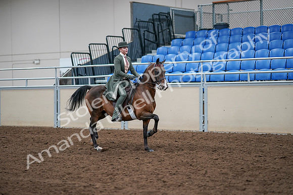 2020 - AB Morgan Horse - Fri, Sept 04 - 03418