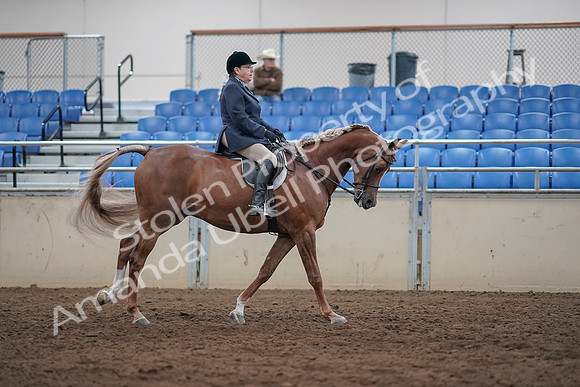 2019 Morgan Horse Show - Sept 01, 2019 - 08801