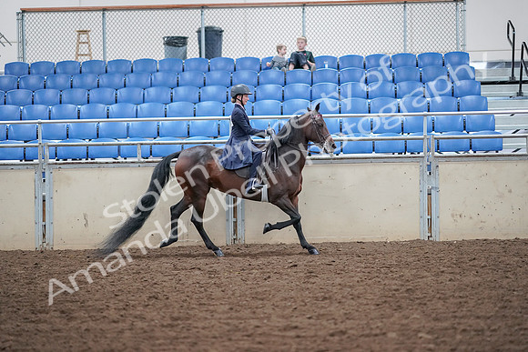 2019 Morgan Horse Show - Aug 30, 2019 - 18137