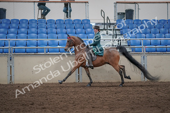 2019 Morgan Horse Show - Sept 01, 2019 - 13283