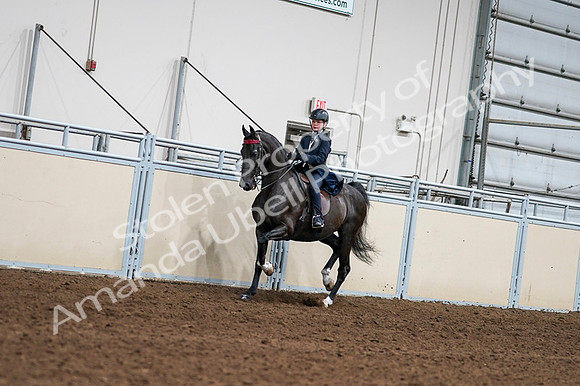 2020 - AB Morgan Horse - Fri, Sept 04 - 03196