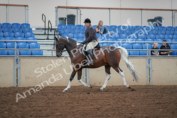 2019 Morgan Horse Show - Aug 30, 2019 - 16033