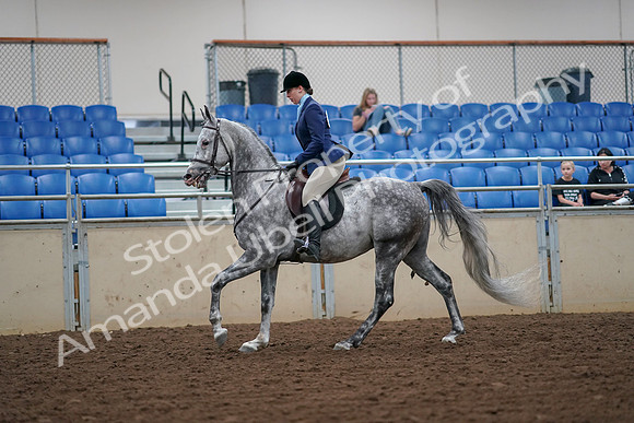 2019 Morgan Horse Show - Aug 30, 2019 - 16297