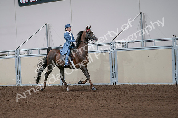 2020 - AB Morgan Horse - Fri, Sept 04 - 05112