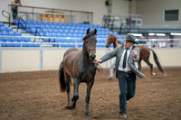 2020 - AB Morgan Horse - Sat, Sept 05 - 00248
