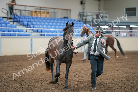 2020 - AB Morgan Horse - Sat, Sept 05 - 00248