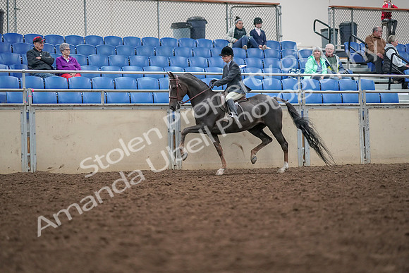 2019 Morgan Horse Show - Aug 30, 2019 - 20406