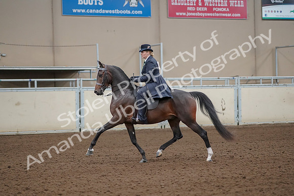 2019 Morgan Horse Show - Aug 30, 2019 - 24314