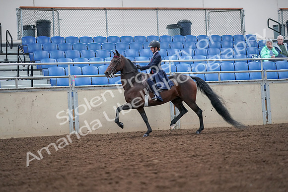 2019 Morgan Horse Show - Aug 30, 2019 - 17789