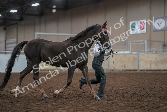 2019 Morgan Horse Show - Aug 31, 2019 - 01901