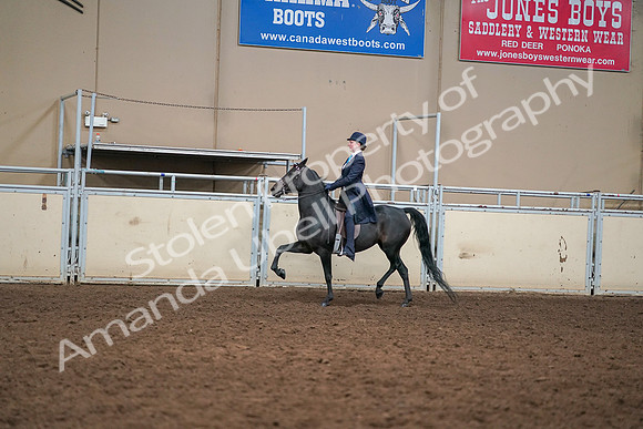 2019 Morgan Horse Show - Aug 30, 2019 - 12229