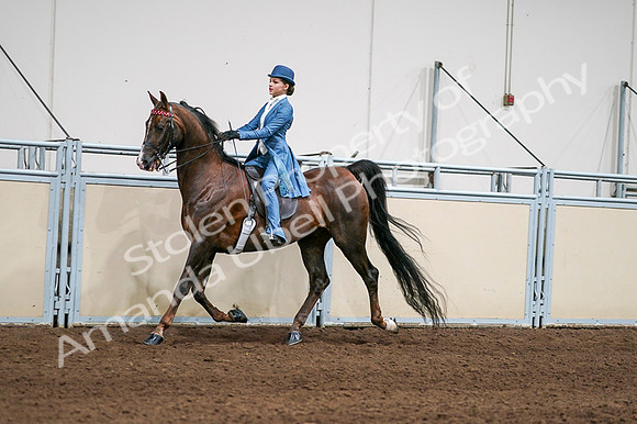 2020 - AB Morgan Horse - Fri, Sept 04 - 04935