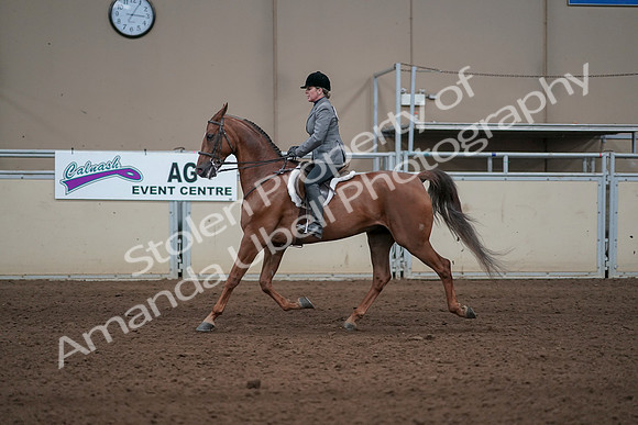 2019 Morgan Horse Show - Sept 01, 2019 - 12287