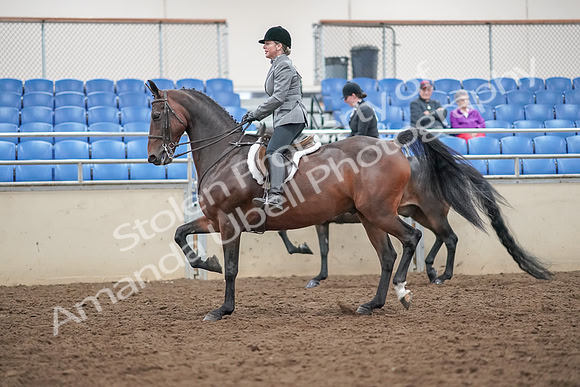 2019 Morgan Horse Show - Aug 30, 2019 - 20191
