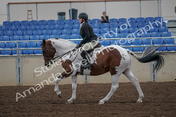 2019 Morgan Horse Show - Aug 30, 2019 - 14962