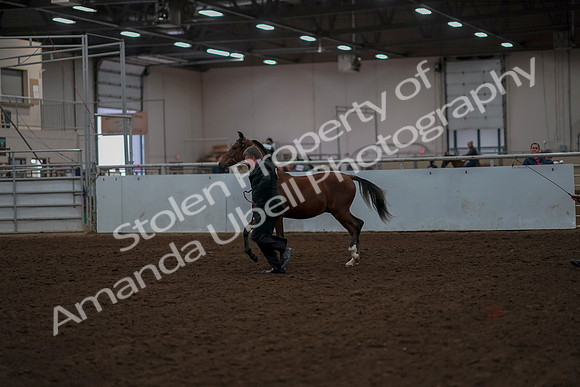 2019 Morgan Horse Show - Aug 30, 2019 - 25527