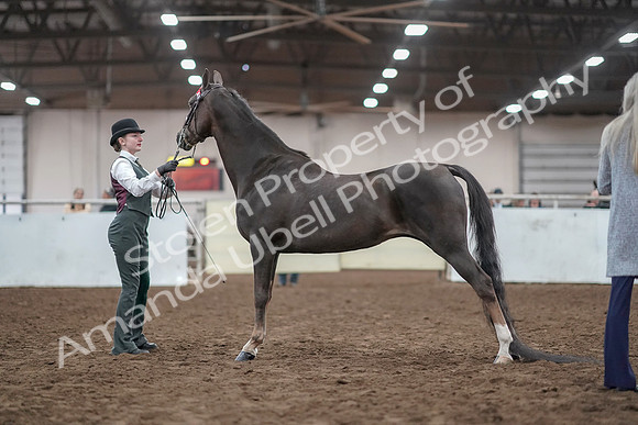 2019 Morgan Horse Show - Aug 31, 2019 - 01995