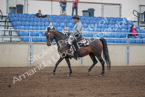 2019 Morgan Horse Show - Sept 01, 2019 - 06787