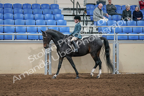 2020 - AB Morgan Horse - Fri, Sept 04 - 07735