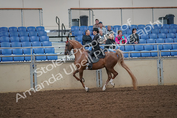 2019 Morgan Horse Show - Aug 30, 2019 - 25163