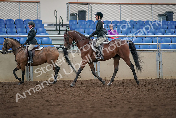 2019 Morgan Horse Show - Aug 30, 2019 - 20466