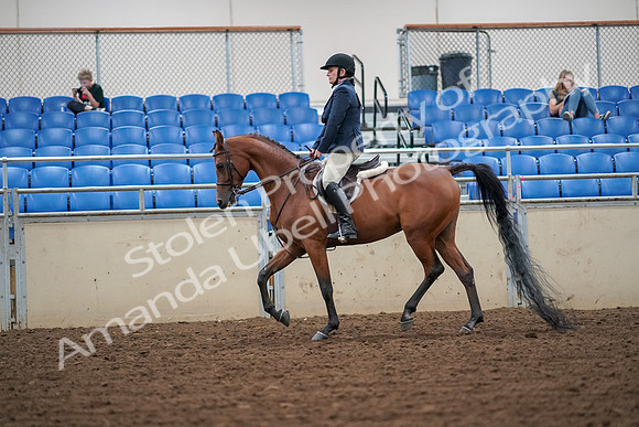 2019 Morgan Horse Show - Aug 30, 2019 - 16257