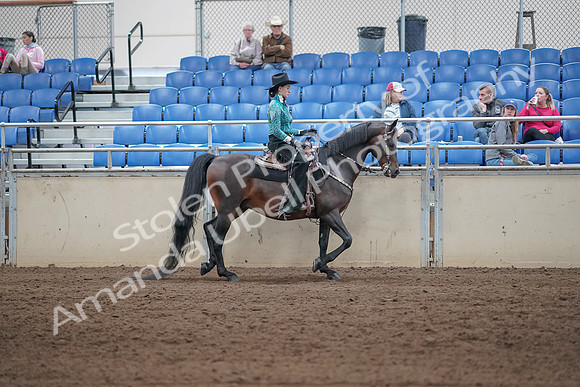 2019 Morgan Horse Show - Sept 01, 2019 - 07116