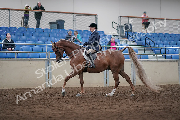 2019 Morgan Horse Show - Sept 01, 2019 - 08730