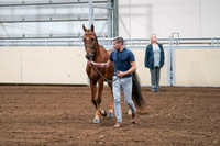 2020 - AB Morgan Horse - Sat, Sept 05 - 00195