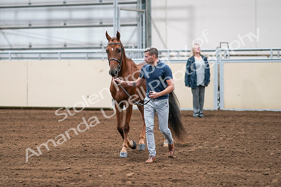 2020 - AB Morgan Horse - Sat, Sept 05 - 00195