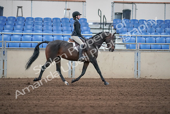 2019 Morgan Horse Show - Sept 01, 2019 - 03835