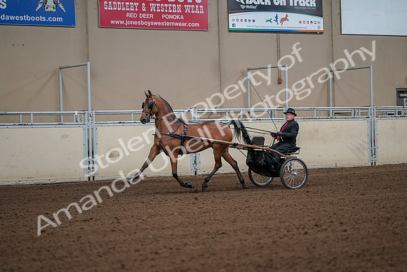 2019 Morgan Horse Show - Aug 30, 2019 - 13047