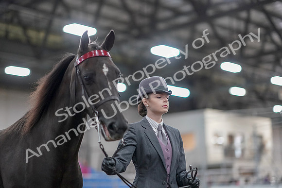 2019 Morgan Horse Show - Aug 31, 2019 - 01985