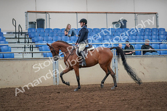 2019 Morgan Horse Show - Aug 30, 2019 - 16092