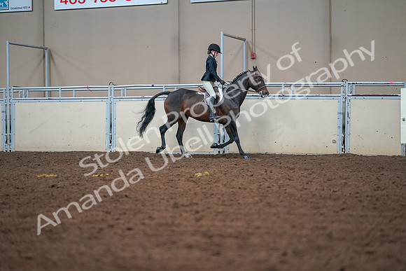 2019 Morgan Horse Show - Aug 30, 2019 - 20885