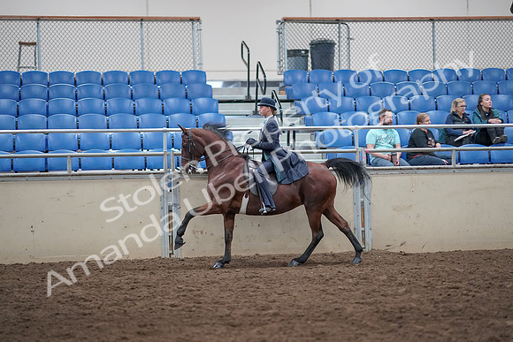 2019 Morgan Horse Show - Aug 31, 2019 - 08767