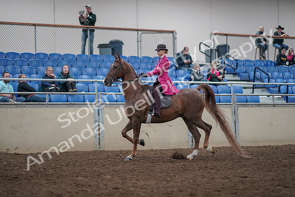 2019 Morgan Horse Show - Aug 31, 2019 - 08519