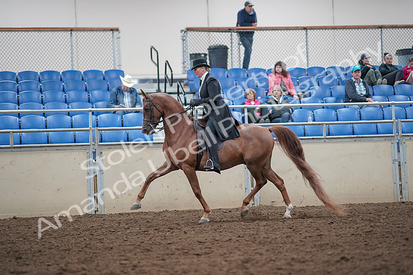 2019 Morgan Horse Show - Aug 31, 2019 - 12182