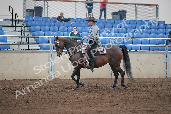 2019 Morgan Horse Show - Sept 01, 2019 - 06792