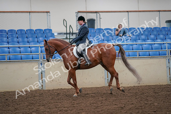 2019 Morgan Horse Show - Aug 30, 2019 - 16311