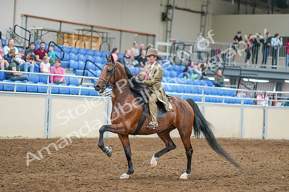 2020 - AB Morgan Horse - Sat, Sept 05 - 07952