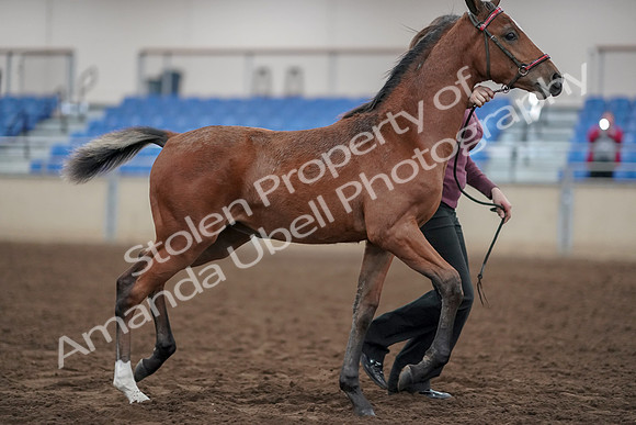 2019 Morgan Horse Show - Aug 31, 2019 - 00467