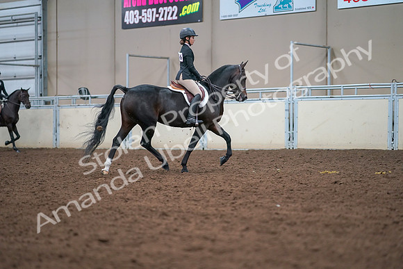 2019 Morgan Horse Show - Aug 30, 2019 - 20948