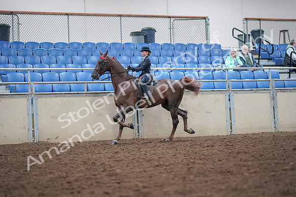2019 Morgan Horse Show - Aug 30, 2019 - 17907